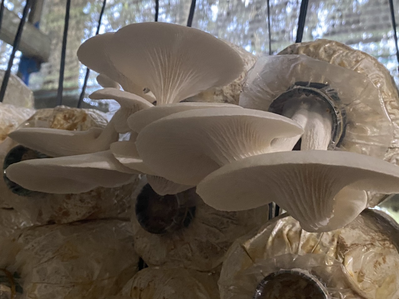 Ảnh của Nấm Sò (lạng/gr)