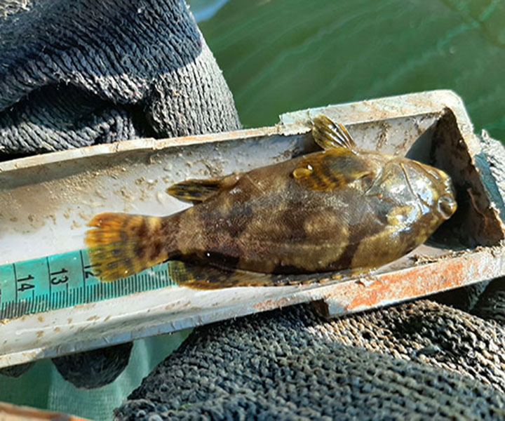 Ảnh của Cá mú trân châu