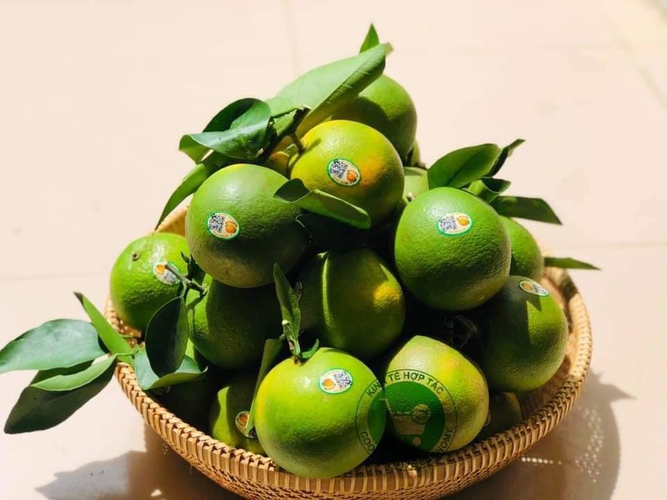 Ảnh của Cam Nam Đông (kg)