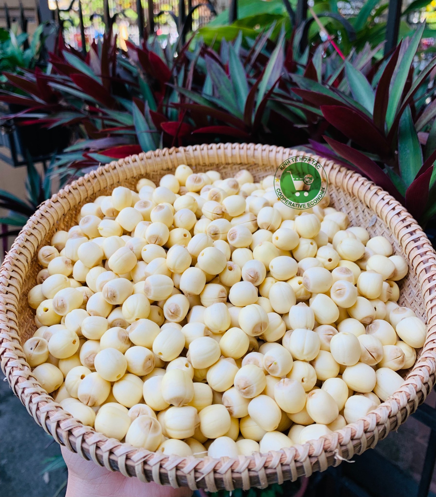 Ảnh của Hạt sen tươi Quảng Điền, Huế (kg)