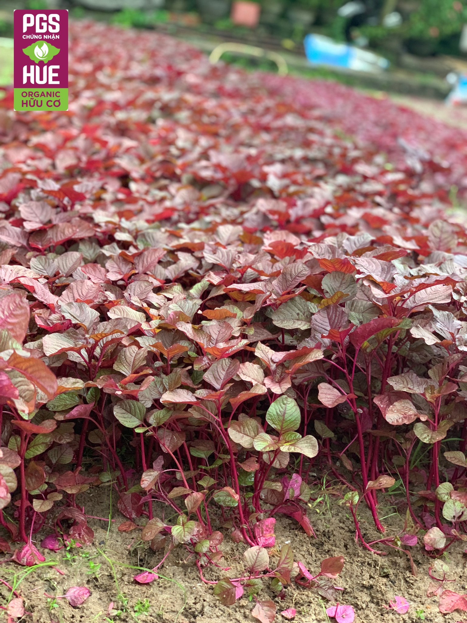 Ảnh của Rau Dền Hữu Cơ Mỹ Lợi (Kg)