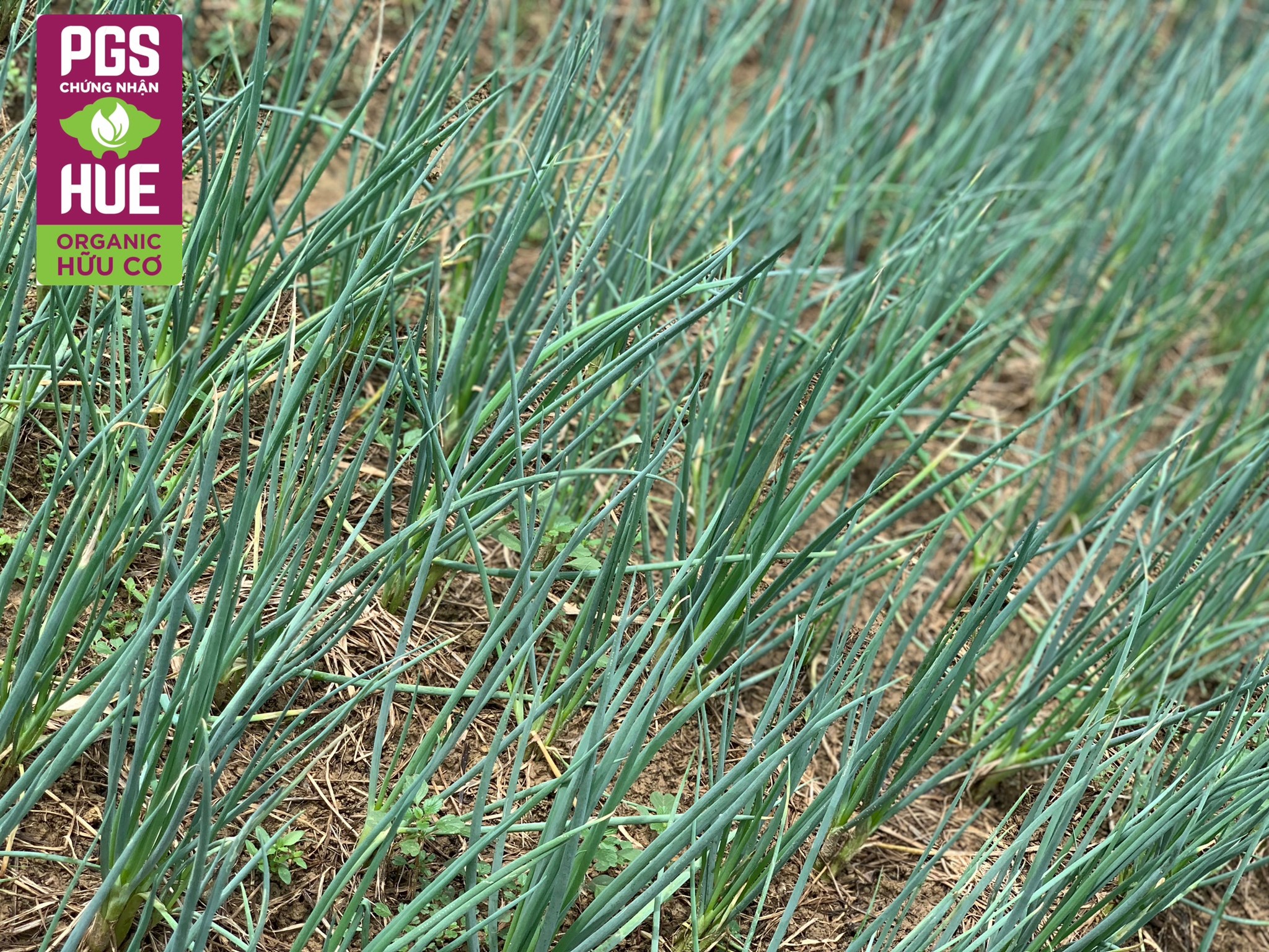 Picture of Thanh Ha Quang Thanh organic green onions (kg)