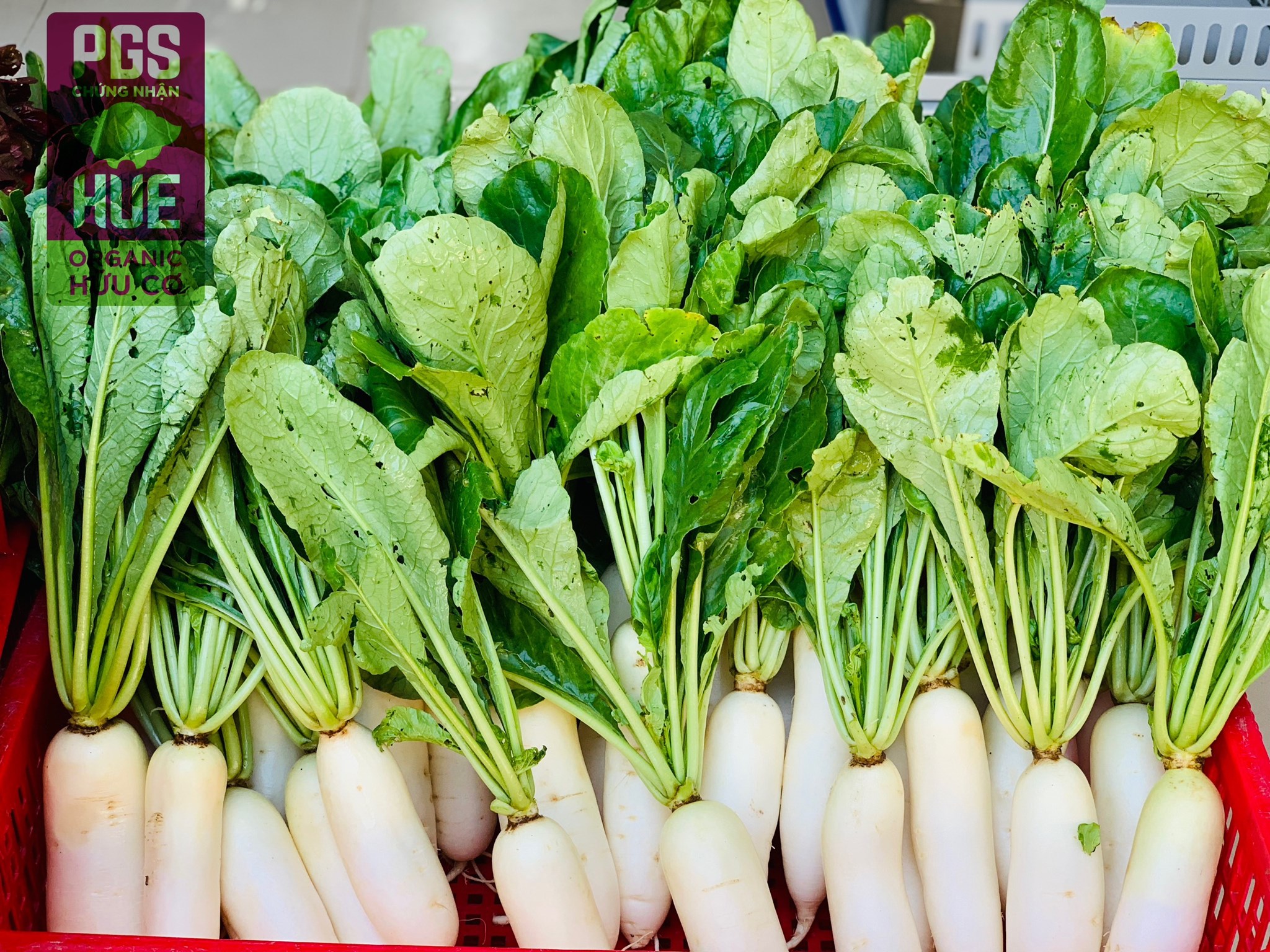 Ảnh của Củ Cải trắng hữu cơ Mỹ Lợi (kg)