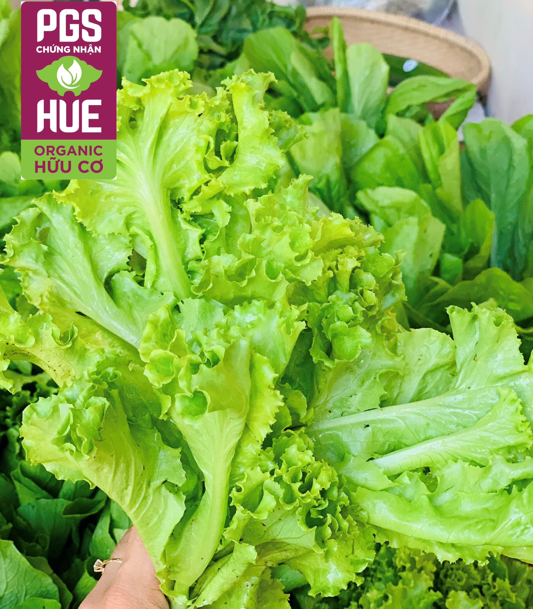 Ảnh của Xà Lách hữu cơ An Gia, Sịa (kg)