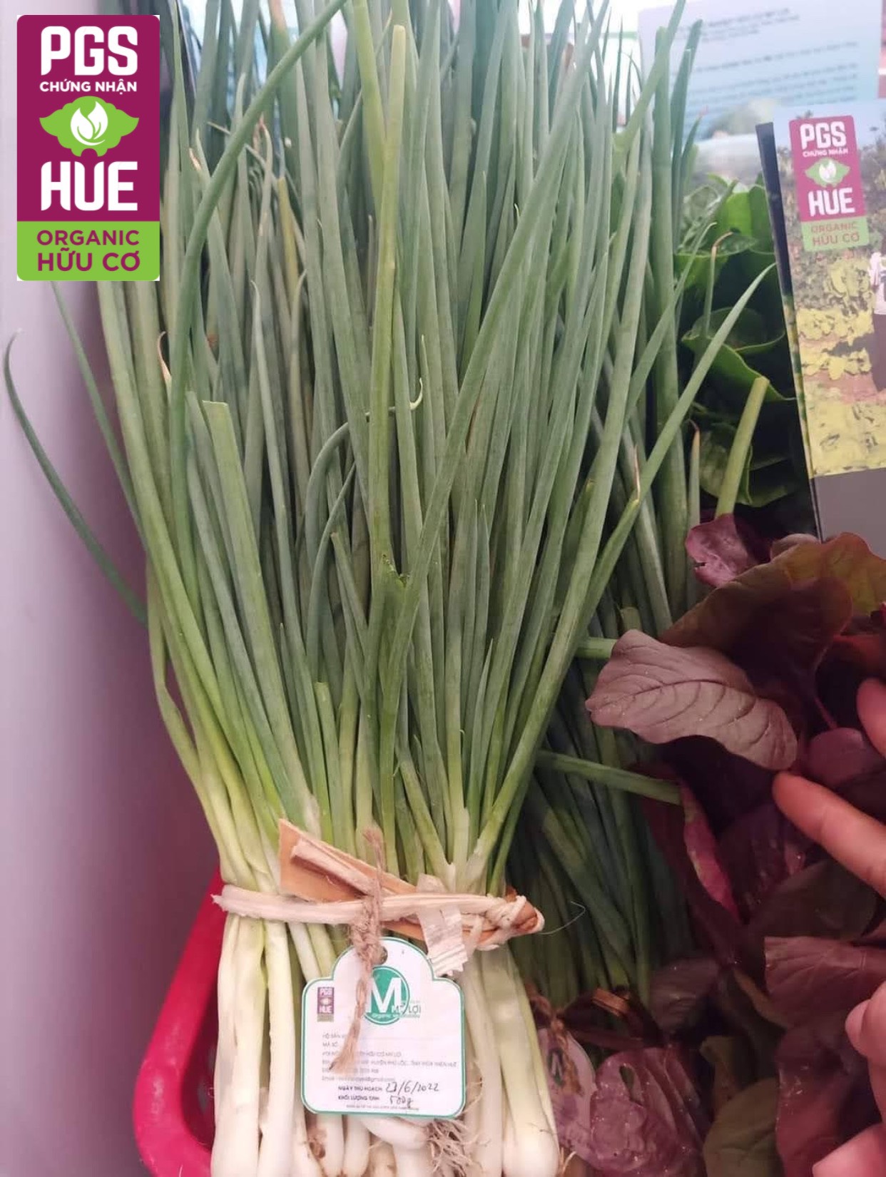 Ảnh của Hành Lá Hữu Cơ Mỹ Lợi (kg)