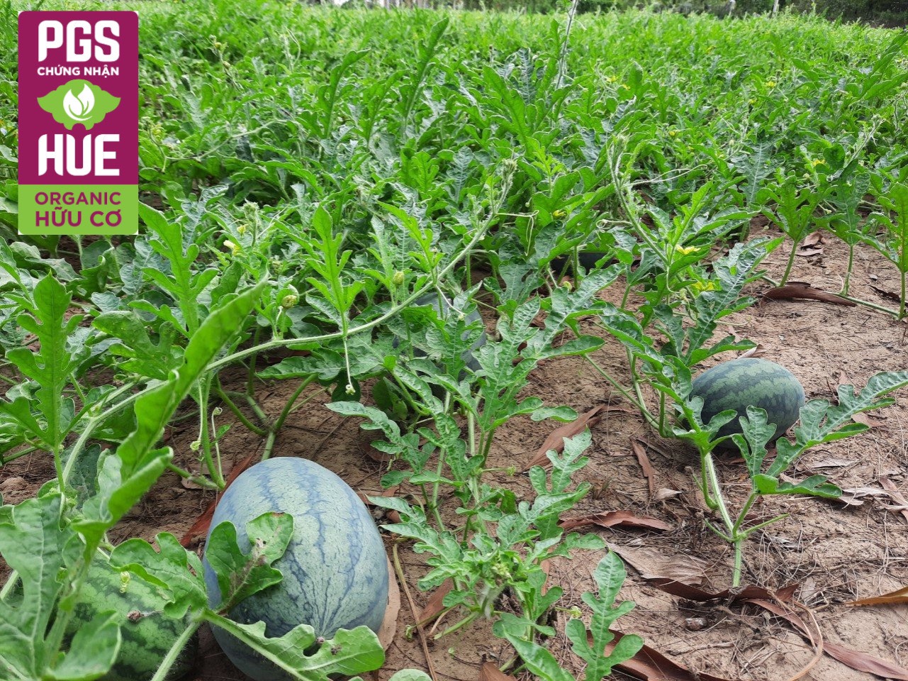 Ảnh của Dưa hấu hữu cơ Mỹ lợi (kg)