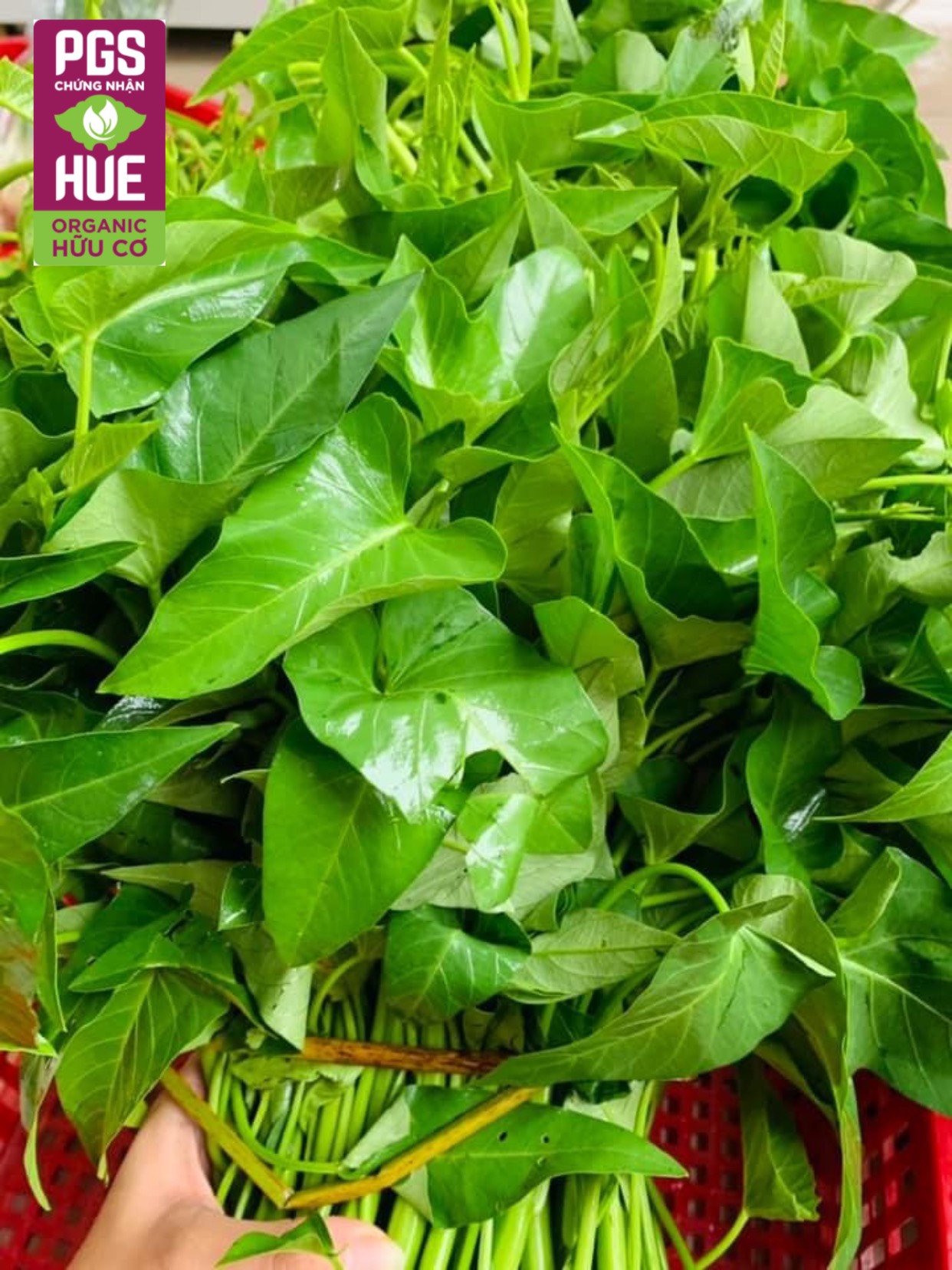 Ảnh của Rau Muống hữu cơ An Gia, Sịa (kg)