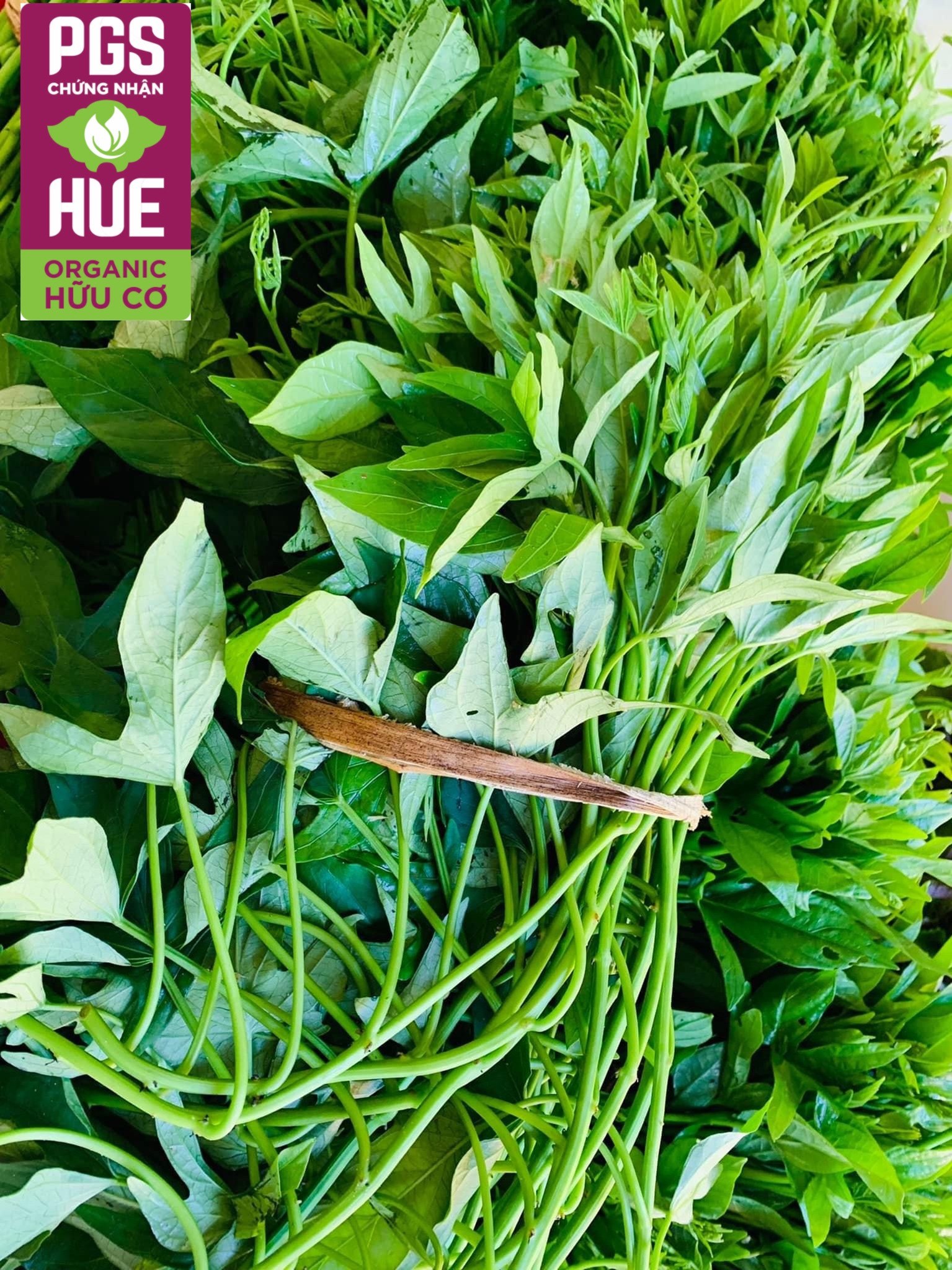 Ảnh của Rau khoai Hữu cơ An Gia, Sịa