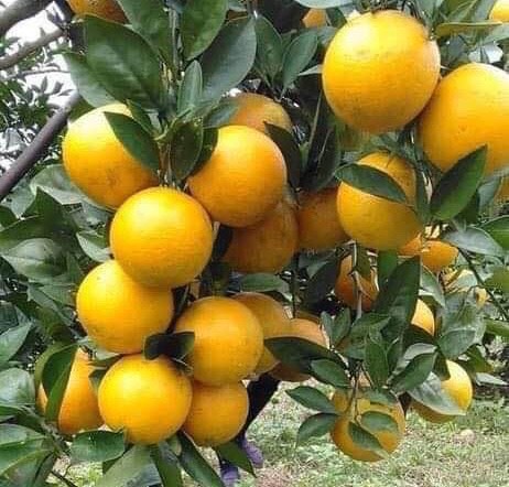 Ảnh của Cam xã đoài Khe Lang Hà Tĩnh (kg)