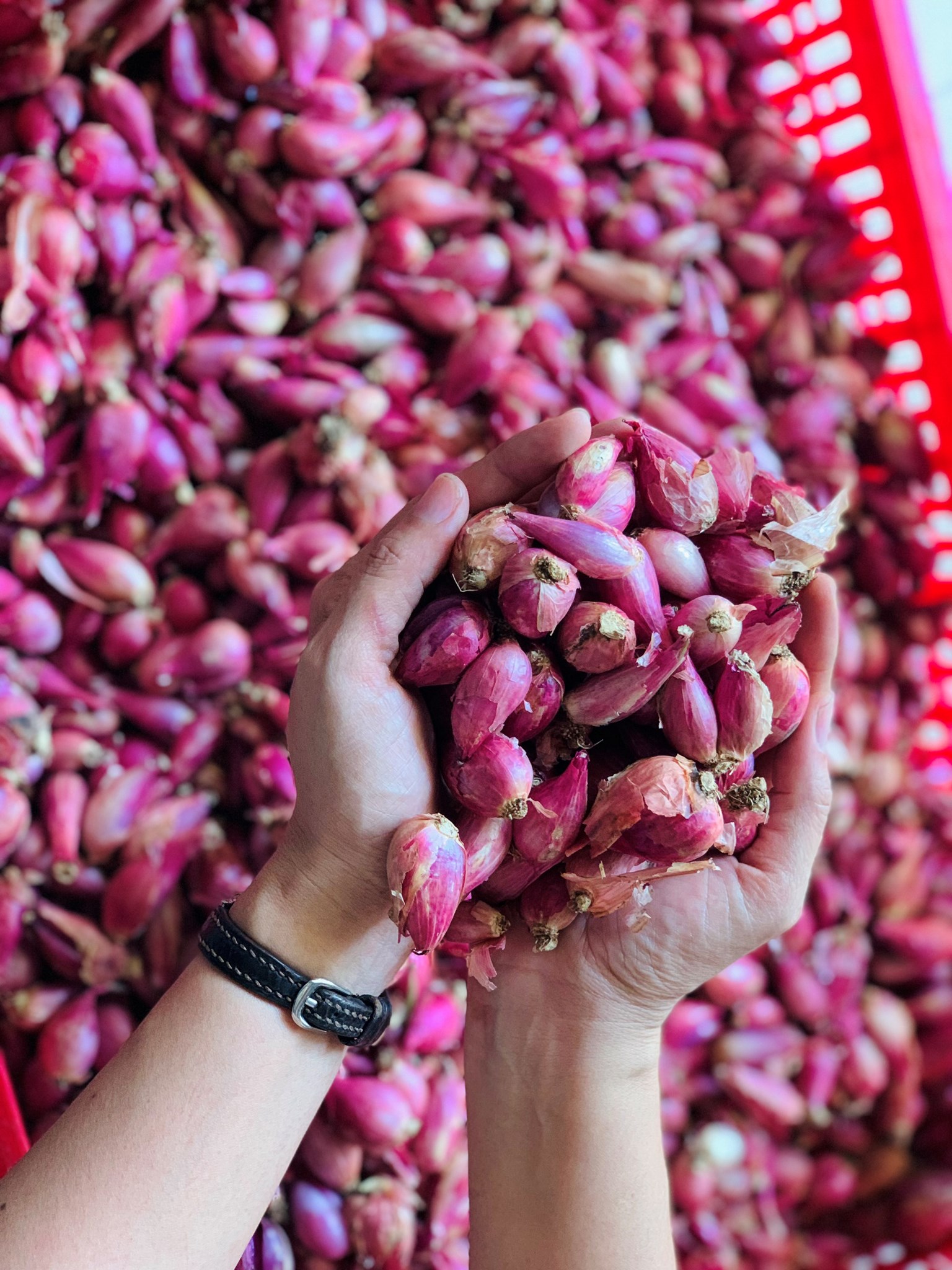 Ảnh của Hành Tím Điền Môn, Phong Điền (kg)