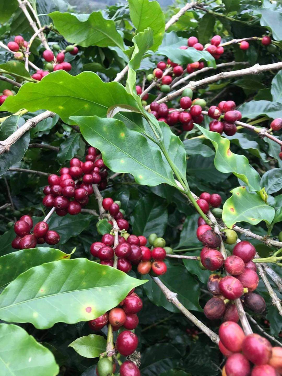 Ảnh của cà phê chồn khe sanh