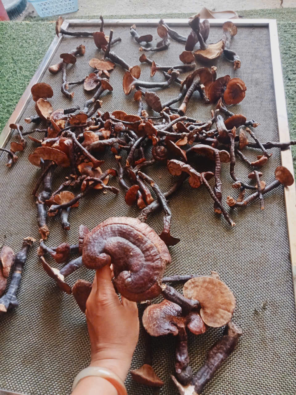 Ảnh của Nấm lim xanh rừng A Lưới (kg)