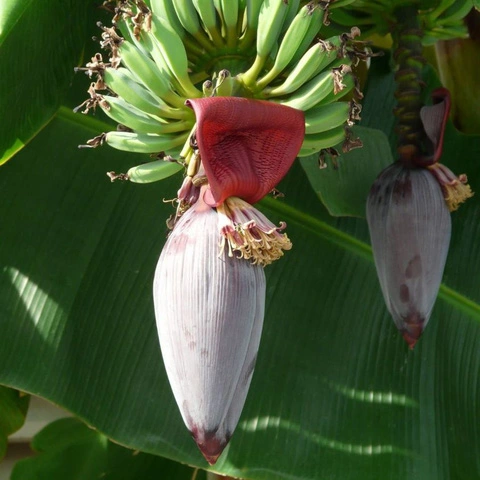 Ảnh của Bắp chuối rừng KaZan (kg)