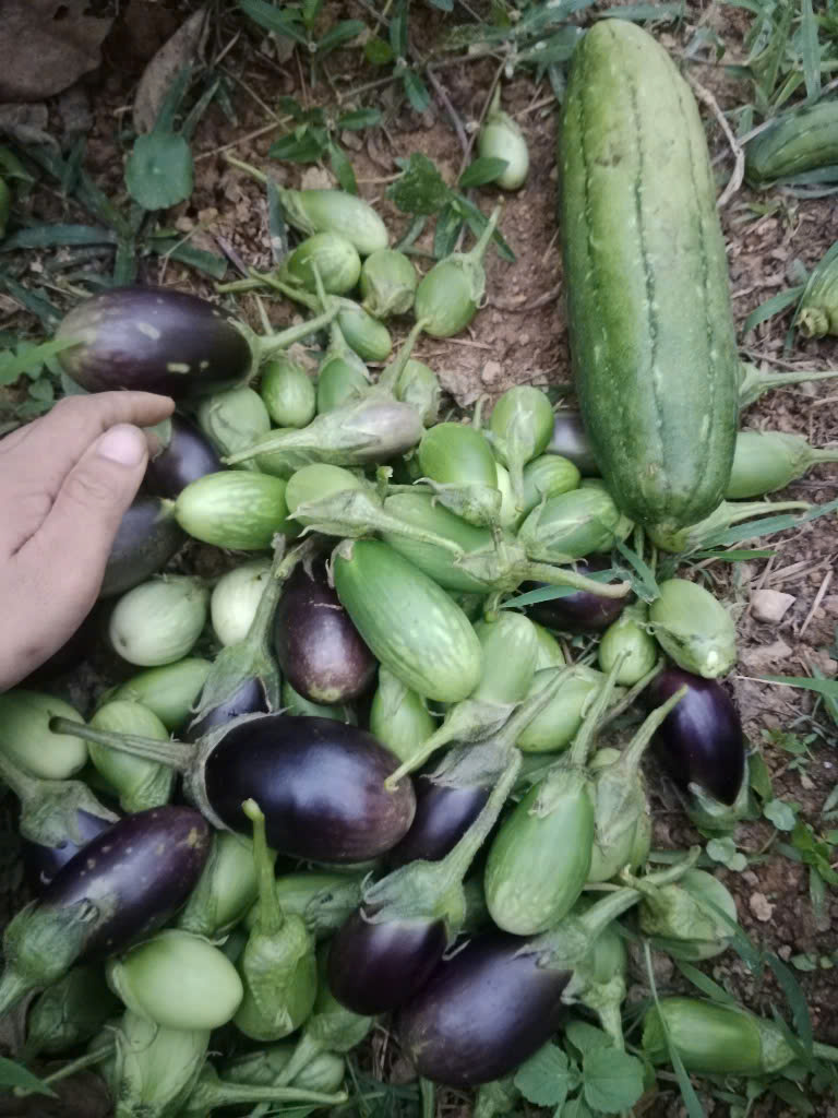 Ảnh của Cà rẫy AZaKooh (kg)