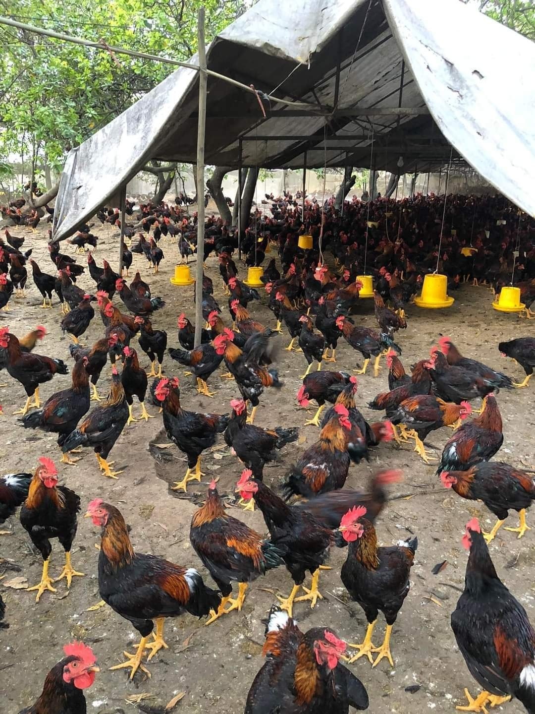 Ảnh của Gà kiến thả vườn A Lưới (kg)