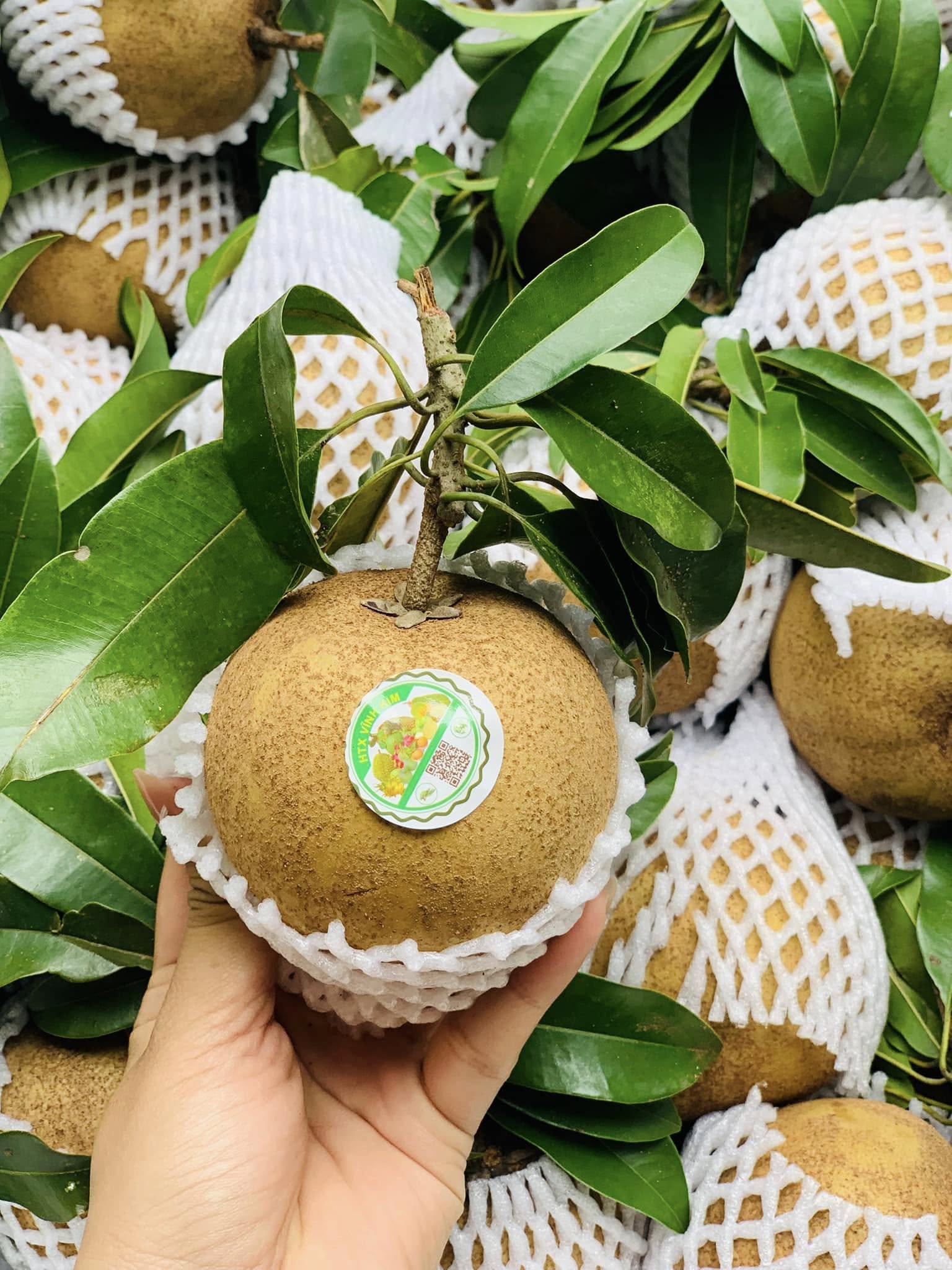 Ảnh của Hồng xiêm MEXICO (kg)