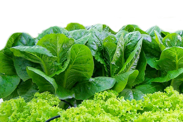 Ảnh của Rau hữu cơ