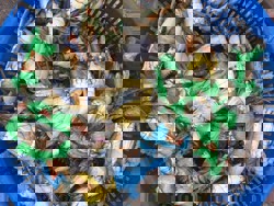 Ảnh của Cua thịt Đầm phá Cầu Hai (kg)-giá theo ngày