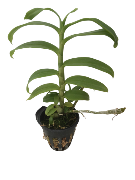 Ảnh của Trầm (cây con 10cm - 15cm) 